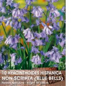 Hyacinthoides Hispanica Non-Scripta Bulbs (Bluebells) 10 Per Pack