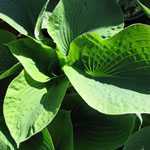 Hosta Sieboldiana Elegans (Plantain Lily)