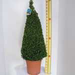 Buxus Sempervirens Pyramid/Cone (Box Hedge/Topiary Plant) 90-100cm  Height 25ltr