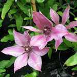 Clematis 