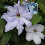 Clematis 