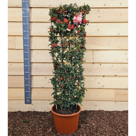 Pyracantha Saphyr Red Trellis Climber (Firethorn) 20Ltr