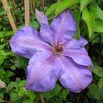 Clematis 