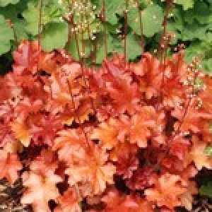 Heuchera Peach Flambe (Coral Bells)