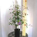 Clematis 
