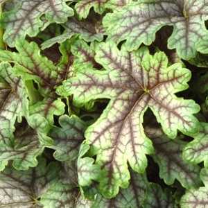 Heuchera Tapestry (Coral Bells)