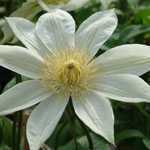 Clematis 