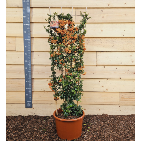 Pyracantha Saphyr Orange Trellis Climber (Firethorn) 20Ltr