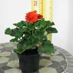 Geranium Potted Red (Summer Bedding) 10.5cm Pot 15 Per Box