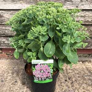 Sedum Spectabile Brilliant