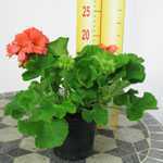 Geranium Potted Orange-Red (Summer Bedding) 10.5cm Pot