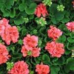 Geranium Potted Orange-Red (Summer Bedding) 10.5cm Pot