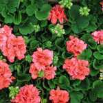 Geranium Potted Orange-Red (Summer Bedding) 10.5cm Pot