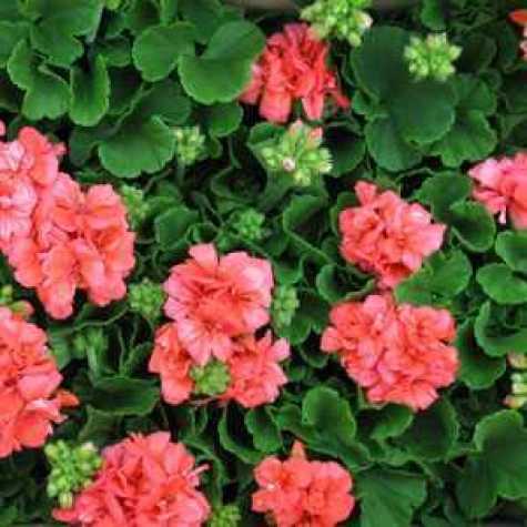 Geranium Potted Orange-Red (Summer Bedding) 10.5cm Pot