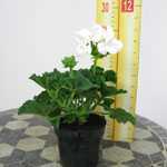 Geranium Potted White (Summer Bedding) 10.5cm Pot