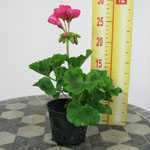 Geranium Potted Cerise Pink (Summer Bedding) 10.5cm Pot 15 Per Box