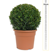 Buxus Sempervirens Ball (Box Hedge Ball/Topiary Ball) 30cm 10ltr