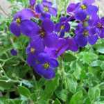 Aubrieta/Aubretia Deep Purple