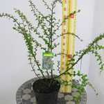 Cotoneaster Franchetii (Hedging Plant)