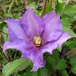 Clematis 