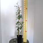 Clematis Rising Star (Climber)