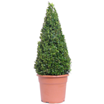 Buxus Sempervirens Pyramid/Cone (Box Hedge/Topiary Plant) 7.5ltr
