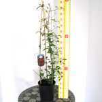 Clematis Allanah (Climber)
