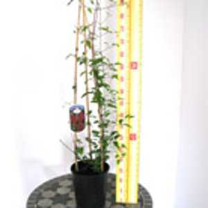 Clematis Allanah (Climber)