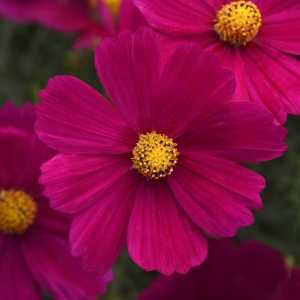 Cosmos Sonata (Pink Blush)