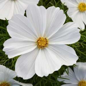 Cosmos Sonata (White)