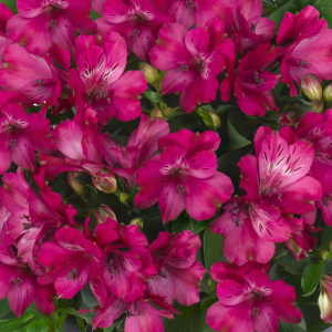 Alstroemeria Inticancha Machu