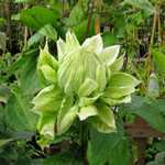 Clematis Belle of Woking (Climber)