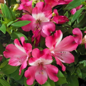 Alstroemeria Inticancha Romance
