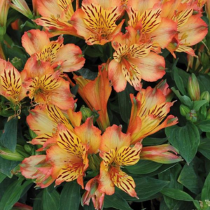 Alstroemeria Inticancha Bryce