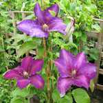 Clematis Black Tea (Black Tea)