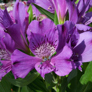 Alstroemeria Inticancha Indigo