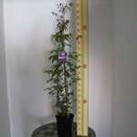 Clematis Dorothy Walton (Climber)