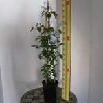 Clematis Chalcedony (Climber)