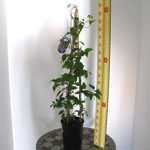 Clematis Elsa Spath (Climber)