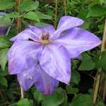 Clematis Elsa Spath (Climber)