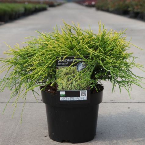 Chamaecyparis Pisifera 'Sungold'