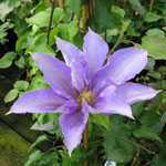 Clematis Ken Donson (Climber)