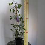 Clematis Fryderyk Chopin (Climber)