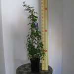 Clematis Macropetala Wesselton (Climber)