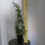 Clematis Macropetala Wesselton (Climber)