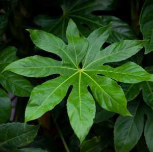 Fatsia japonica Japanese Aralia