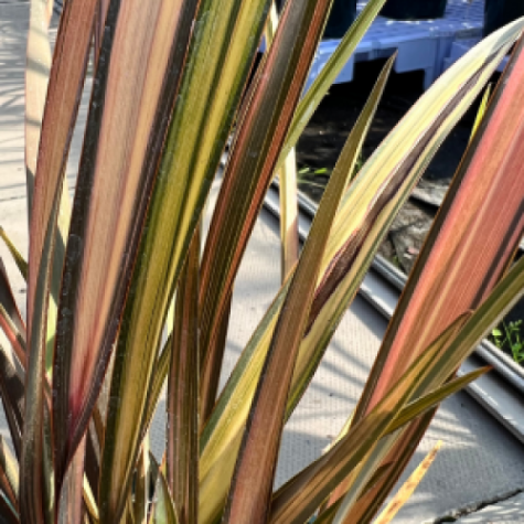 Phormium Flamingo (New Zealand Flax)