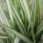Phalaris Arundinacea Var. Picta Feesey (Reed Canary Grass)