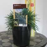 Koeleria Glauca (Blue Hair Grass)