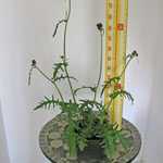 Cirsium Rivulare Atropurpureum (Ivory Thistle) 2-3Ltr